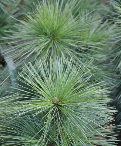 Pinus x schwerinii 'Wiethorst'