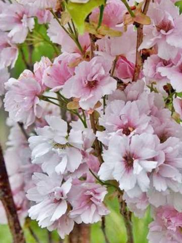 Prunus serr. 'Amanogawa' │ kmínek 180cm Prunus serr. 'Amanogawa' │ kmínek 180cm