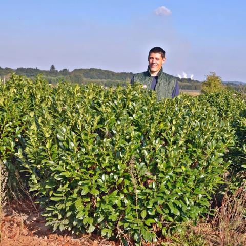 Prunus laurocerasus 'Diana'