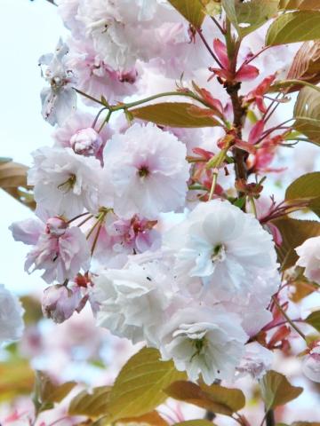 Prunus serr. 'Shirofugen' | kmínek 200 cm Prunus serr. 'Shirofugen' | kmínek 200 cm