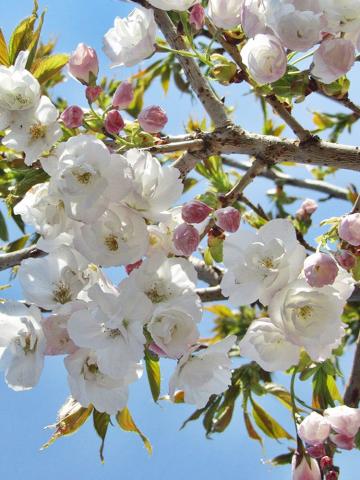 Prunus 'Shirotae' ('Mount Fuji')