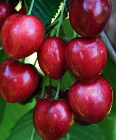 Prunus avium 'Sylvie' Prunus avium 'Sylvie'