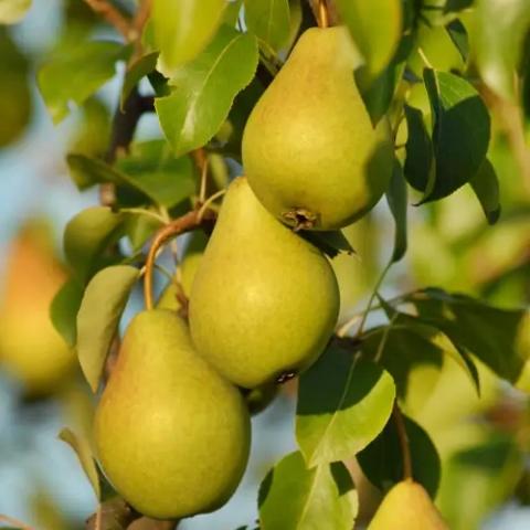 Pyrus communis 'Condora' Pyrus communis 'Condora'