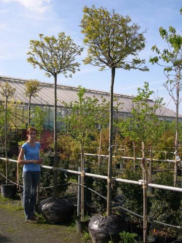 Quercus palustris 'Green Dwarf' | kontejnerované