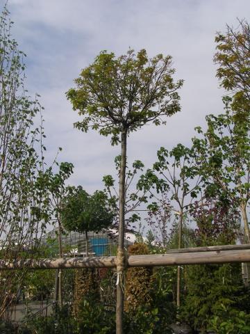 Quercus palustris | kontejnerované
