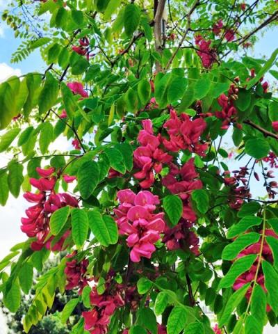 Robinia pseudoacacia 'Casque Rouge' | kontejnerované