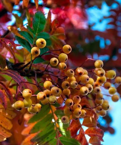 Sorbus 'Joseph Rock'