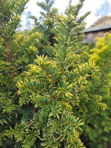Taxus baccata 'Elegantissima'