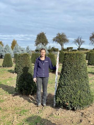 Taxus baccata | kužel