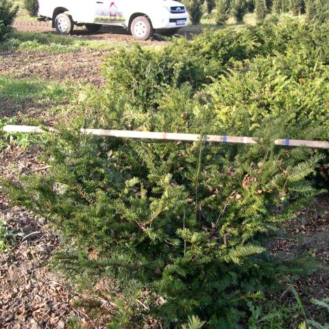 Taxus baccata 'Nissen's Corona'