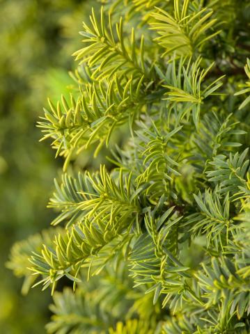 Taxus baccata 'Summergold' | bonsai C