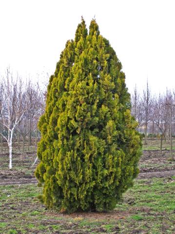 Thuja orientalis 'Pyramidalis Aurea' Thuja orientalis 'Pyramidalis Aurea'