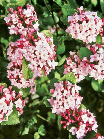 Viburnum carlesii 'Aurora'