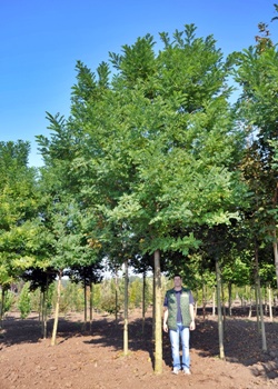 Alejové stromy Alejové stromy