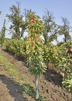 Ovocné stromy Ovocné stromy